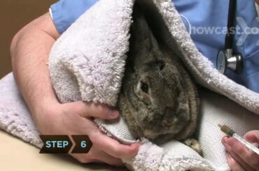 How to Give Medication to a Rabbit