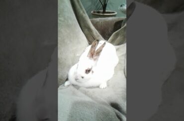 A cute fat bunny