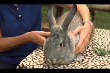 How to Safely Pick Up a Rabbit | Small Pets