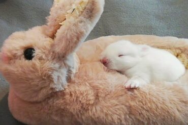 CONEJITOS BEBÉS se acucurran en zapatilla conejo, CUTE BUNNIES 🐇🐰🍼