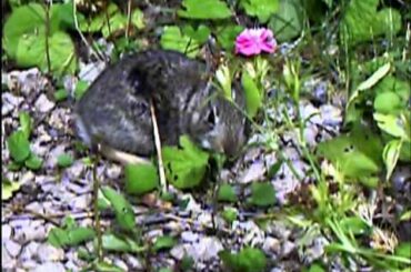 Baby Rabbit Having Breakfast (And not being breakfast)