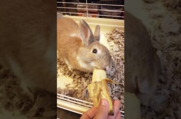 Little cute rabbit eats