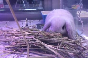 アニメみたいな赤ちゃんウサギ　Baby rabbit like anime