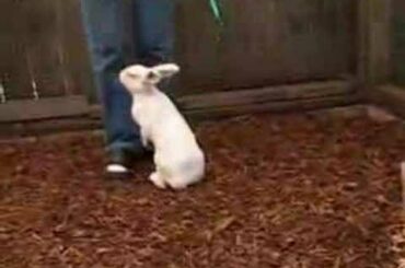 Rabbit Agility
