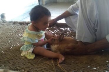 Baby and bunny  kissing .three month old bunny rabbit with 11 month old baby child. Younger r good.