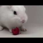 Funny Baby Bunny Rabbit Videos Combination| Cute Rabbits | Rabbits Videos |