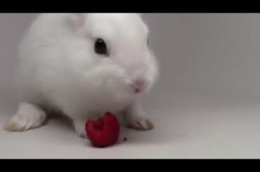 Funny Baby Bunny Rabbit Videos Combination| Cute Rabbits | Rabbits Videos |