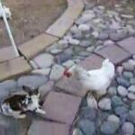 2 chickens break up rabbit fight!
