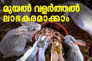 Rabbit farming | Malappuram | കുറഞ്ഞ സ്‌ഥലത്തൊരു മുയല്‍ ഫാം