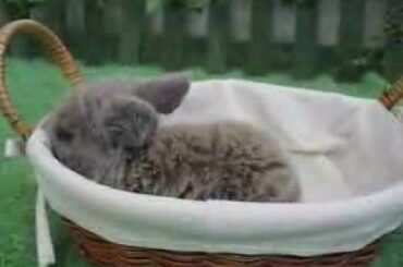 cute rabbit 2 www.extremebeautysupply.com