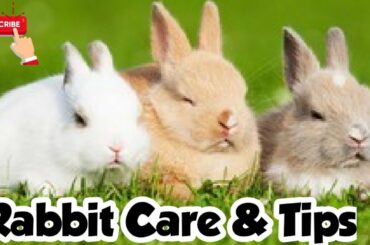 Rabbit Care and Tips