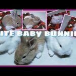 #my cute bunnies/#rabbits/#my pets