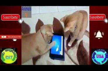 Funny Cats and Kittens Meowing Compilation