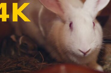 4K Free Stock Footage: Cute Newborn Bunny and Mom