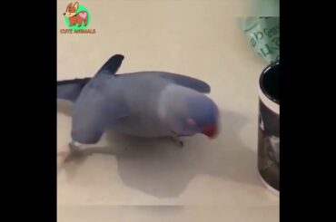 Cute baby animals Videos Compilation cute moment of the animals   Soo Cute! #62