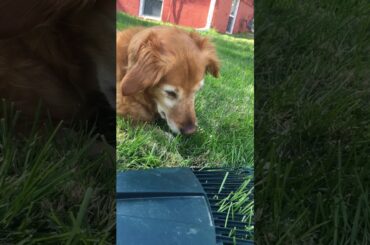 Guarding the baby bunnies