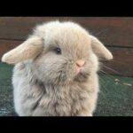 Cute Little Bunnys & Rabbits | Funny Video Compilation