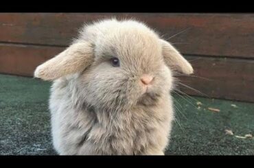 Cute Little Bunnys & Rabbits | Funny Video Compilation