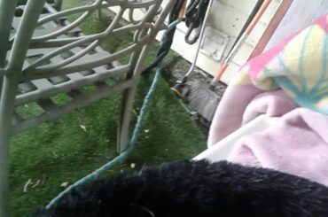 Meet my cute bunny