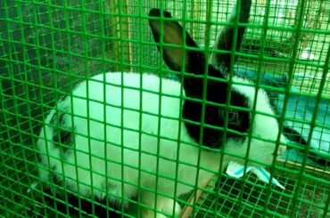 Funny Baby Rabbits Videos For Childrens | Cute Funny Bunny Rabbit  Videos For kids