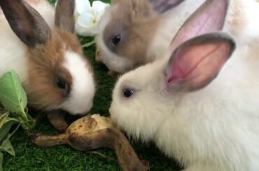 Rabbit - The Funny And Cute Bunnys Videos Compilation-YOU CREATOR SA