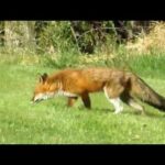 Fox decides not to eat rabbit