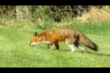 Fox decides not to eat rabbit