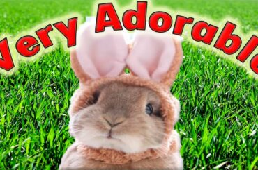 Photographs of the most tender and fun Rabbits