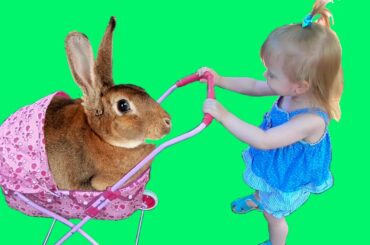 Little Girl Pushing Pink Stroller with Baby rabbit ʕ•͡ᴥ•ʔ Funny video for children