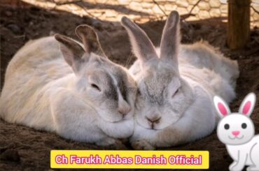 Top Most Cutest Rabbits 🐰 in the World