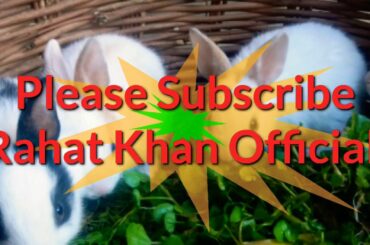 Amazing Pakistan/ Small & Cute Rabbits