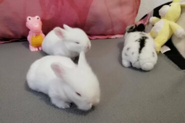 Conejos bebés primeros saltos, Cute BUNNIES, día 15. 🐰🍼🐇🐰