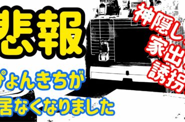 【うさぎ】ぴょんきちが家出！？【かわいい】Cute rabbit run away !? #20