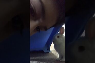 Look at the cute bunny