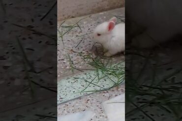 Abhay's CUTE RABBITS 🐇🐇