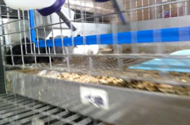 Baby Mini Rex bunnies beginning to step on the wire