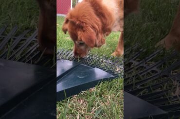 Crazy dog wants to play with bunnies
