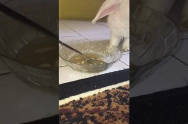 Cute bunny