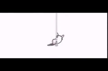 Cute bunny dancing to EXPECTATIONS by LAUREN JAUREGUI