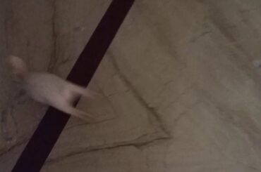 Cute animals having fun