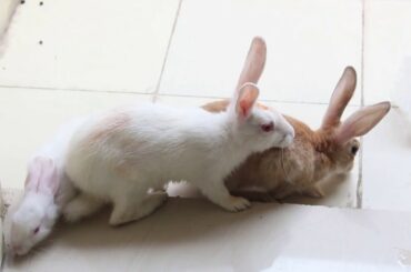 4k Amazing Bunny Rabbits Video || Cute Animals Video || Pets Funny And Cute Video || Pets