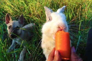 How To Catch Rabbit In The Jungle For Feeding- How To Set Rabbit Trap