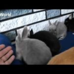 Cute baby bunnies doing funny things
