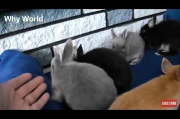 Cute baby bunnies doing funny things
