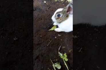 Cute rabbit dubsmash