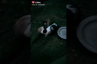 My cute rabbit dancing video