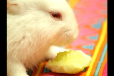 Cute and funny baby rabbit