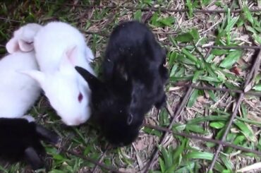 The squealing baby rabbit