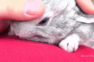 Too Cute Baby Bunny Rabbit