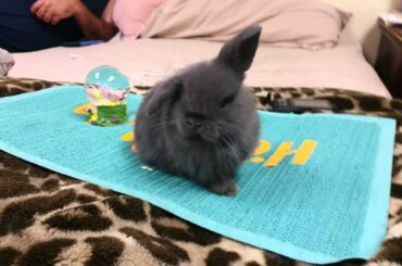 My cute baby bunny/rabbit (Holland Lop)